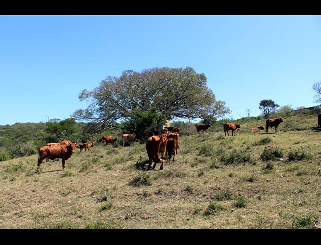 226HA FARM FOR SALE IN KOMGA RURAL